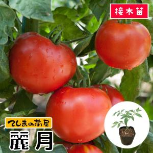 てしまの苗 大玉トマト苗 麗月 断根接木苗 野菜苗 9cmポット 10P12Oct16