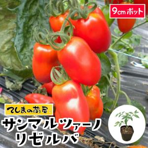 てしまの苗　トマト苗　サンマルツァーノ・リゼルバ　断根接木苗　野菜苗　9cmポット