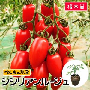 てしまの苗  トマト苗 シシリアンルージュ 断根接木苗　野菜苗