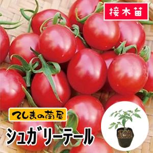 てしまの苗 ミニトマト苗 シュガリーテール 9cmポット