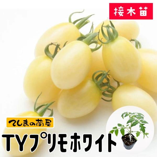 【てしまの苗】ミニトマト苗　TYプリモホワイト　9ｃｍポット 断根接木苗