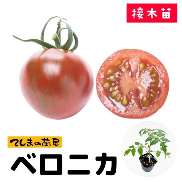【てしまの苗】ミニトマト苗　ベロニカ　9ｃｍポット 断根接木苗