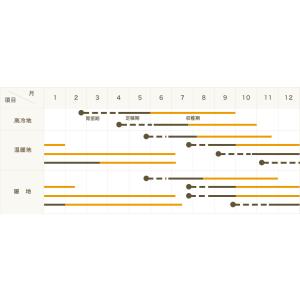 【てしまの苗】ミニトマト苗 ベロニカ 9cmポ...の詳細画像2