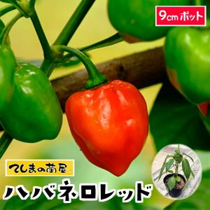 てしまの苗 実生トウガラシ苗 ハバネロレッド 実生苗 野菜苗 9cmポット｜teshimanonaeya