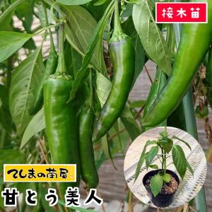 てしまの苗 トウガラシ苗 甘とう美人 接木苗 野菜苗 9cmポット 人気｜teshimanonaeya