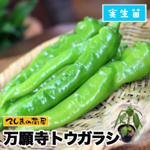 てしまの苗 トウガラシ苗 万願寺トウガラシ 実生苗 野菜苗 9cmポット 人気