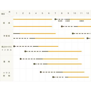 てしまの苗 トウガラシ苗 シシトウ 実生苗 野...の詳細画像2