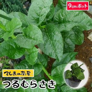 てしまの苗 つるむらさき ツルムラサキ 実生苗 野菜苗