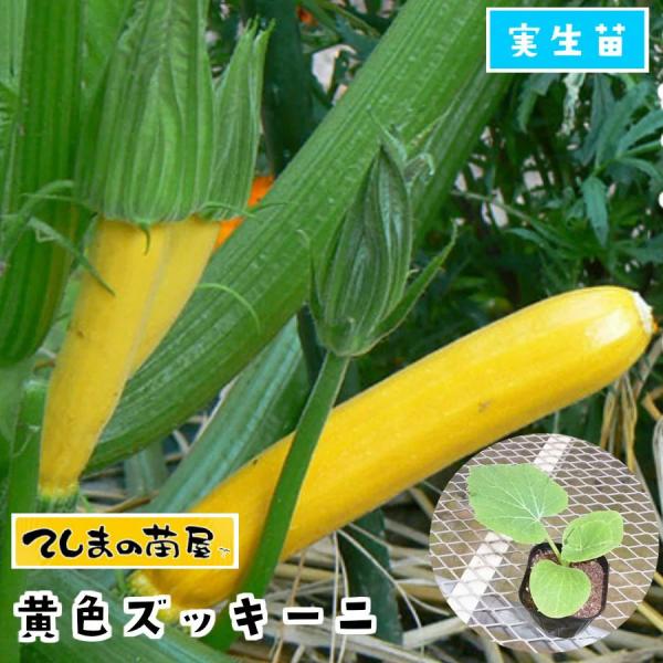 てしまの苗 ズッキーニ苗 黄色ズッキーニ 実生苗 野菜苗 9cmポット 人気 野菜苗