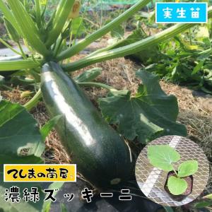 てしまの苗 ズッキーニ苗 濃緑ズッキーニ 実生苗 野菜苗 9cmポット 人気