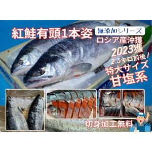 北洋紅鮭（千島沖獲）2.5キロ前後　2023年物　天然紅鮭　甘塩紅鮭　紅鮭１本姿　切身加工無料　無添加シリーズ
