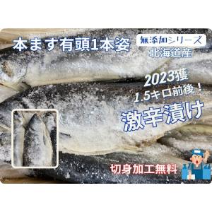 本塩ます(北海道産)激辛口1.5キロ前後　本ます　本鱒　塩マス　昔ながら　激辛ます　切身加工無料　1...