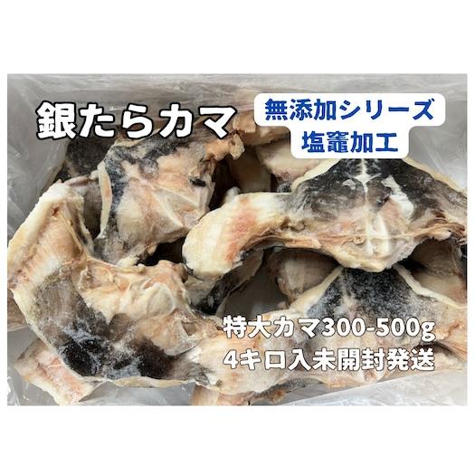 銀たらカマ特大（無塩) 原料米国産 塩竈加工 たっぷり4キロ