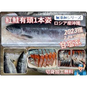 北洋紅鮭（千島沖獲）2.2キロ前後 2023年物 天然紅鮭 甘塩紅鮭 紅鮭１本姿 切身加工無料 無添加シリーズ