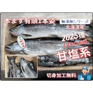 本塩ます(北海道産) 1,5キロ 新物 本ます 本鱒 塩ます 塩マス ます 甘塩 切身加工無料 1本姿 無添加シリーズ　