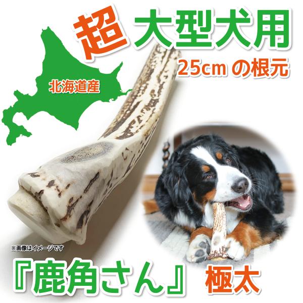 鹿の角 超大型 犬 用  鹿角さん  極太根元 約25cm 1本 天然 無添加 北海道産  蝦夷鹿の...