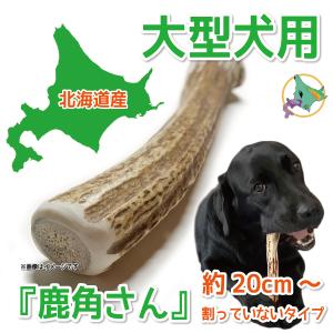 大型犬用 蝦夷鹿の角 『鹿角さん』 割っていないタイプ 1本 天然 無添加 北海道産 鹿の角 犬のお...