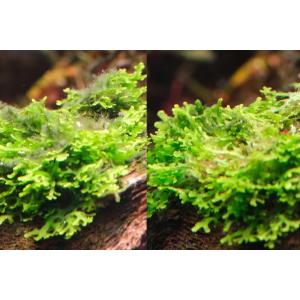 熱帯魚 水槽 掃除用品 コケ取り剤 さらに水草...の詳細画像2