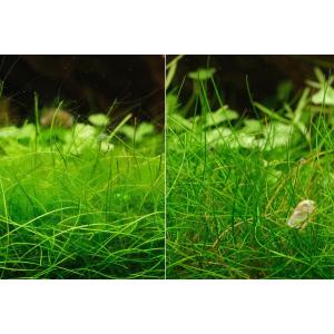 熱帯魚 水槽 掃除用品 コケ取り剤 さらに水草...の詳細画像3