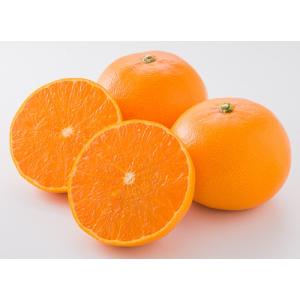 興居島 小池さんの「せとか」 贈答用 3Lサイズ 10個 (送料込み)(期日指定できません)