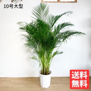 テーブル椰子5年もの フローリスト監修】テーブルヤシの育て方｜水やり・置き場所