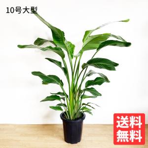 アレカヤシ ヤシの木 10号 法人・お店宛送料無料 観葉植物 10号鉢 大鉢