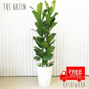 アレカヤシ ヤシの木 10号 法人・お店宛送料無料 観葉植物 10号鉢 大鉢