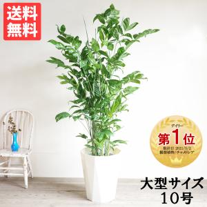アレカヤシ ヤシの木 10号 法人・お店宛送料無料 観葉植物 10号鉢 大鉢
