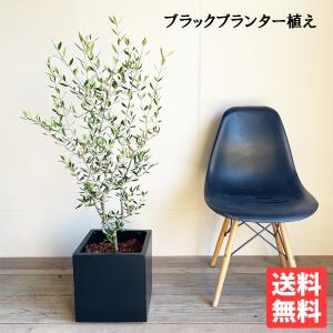 オリーブ オリーブの木 キューブブラック鉢植え 送料無料 育てやすい
