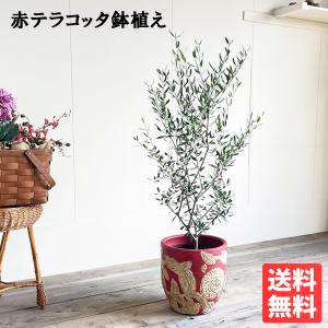 オリーブの木と植木鉢（陶器の植木鉢は売り物ではございません。） 玄関や店舗におすすめ！！ オリーブの木 8号鉢植え 陶器鉢 【送料無料