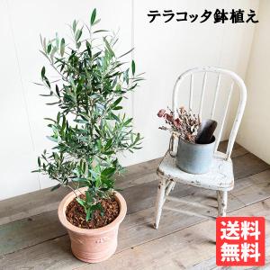 オリーブの木と植木鉢（陶器の植木鉢は売り物ではございません。） 玄関や店舗におすすめ！！ オリーブの木 8号鉢植え 陶器鉢 【送料無料