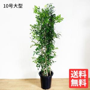 送料無料 カシワバゴム ゴムの木 フィカス リラータ 10号 観葉植物 10