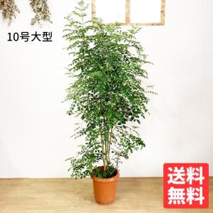 シマトネリコ トネリコ 10号 法人・お店宛送料無料 観葉植物 10号鉢 大