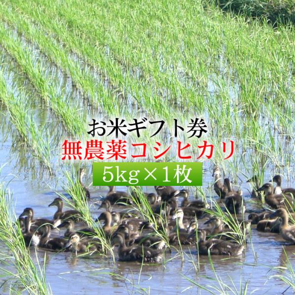 お米券 ギフト券 内祝い 【農薬 無 使用 栽培 コシヒカリ 5kg x1枚 無洗米】 送料無料 景...