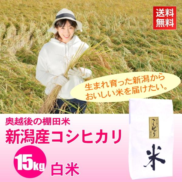 米 15kg (5kg×3袋) 棚田米 新潟産コシヒカリ 白米 / ごはんソムリエ 笹川正嗣 厳選 ...