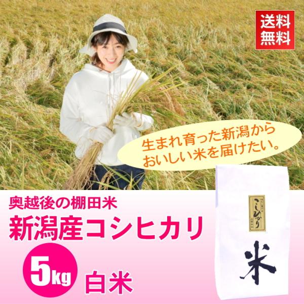 新米 米 5kg 棚田米 新潟産コシヒカリ 白米 / ごはんソムリエ 笹川正嗣 厳選 新潟米 / 奥...