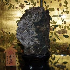 theory xyz 菊花石 岐阜県根尾谷赤倉山産 純国産 : theory xyz - 通販