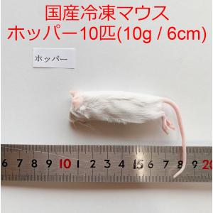 まとめ買いクーポン 国産 冷凍マウス ホッパー 10匹 冷凍餌 〜10g / 6cm｜thepern