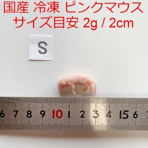 まとめ買いクーポン 国産 冷凍マウス ピンクマウスS 10匹 冷凍餌 ~2g/2cmの商品画像