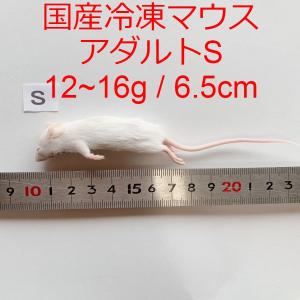 まとめ買いクーポン 国産 冷凍マウス アダルトS 10匹 冷凍餌 12~16g / 6.5cm｜thepern