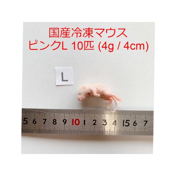 まとめ買いクーポン 国産 冷凍マウス ピンクマウスL 10匹 冷凍餌 ~ 4g / 4cm