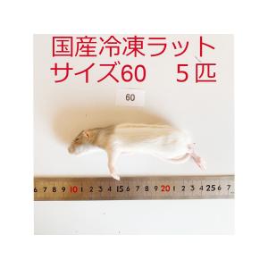 まとめ買いクーポン 国産 冷凍ラット サイズ60 5匹 冷凍餌｜thepern