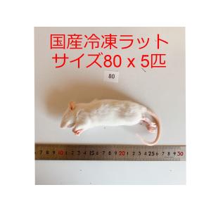 国産 冷凍ラット アダルトL 3匹 高品質 冷凍餌 : ショップザ・パーン