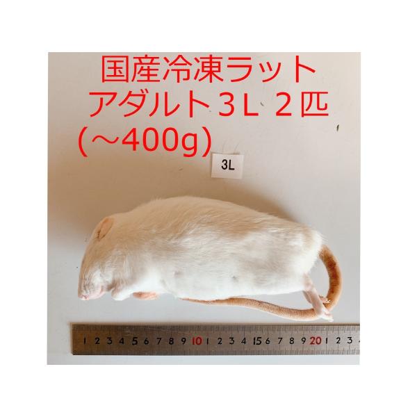 【期間限定30％オフ】まとめ買いクーポン 国産 冷凍ラット アダルト3L 2匹 高品質 冷凍餌