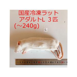 国産 冷凍ラット アダルト3L 2匹 高品質 冷凍餌 : ショップザ・パーン