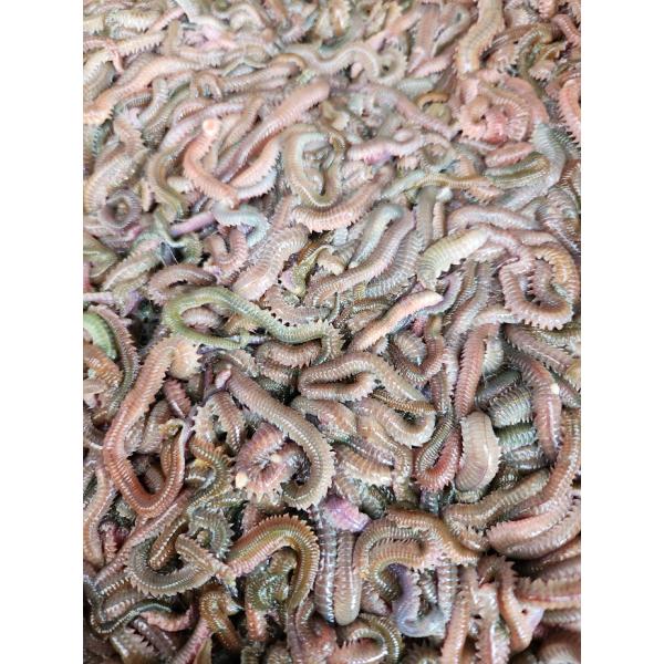 青イソメ　アオイソメ　300ｇ　細め【生き餌】輸入・養殖【ノークレーム・ノーリターン】