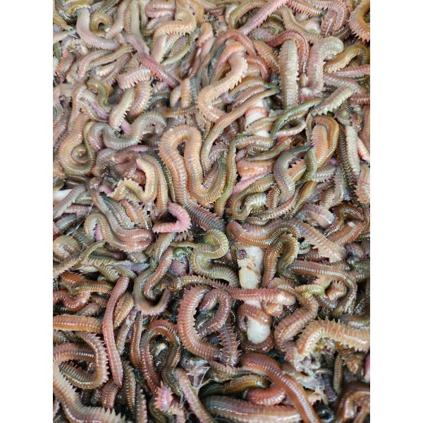 青イソメ　アオイソメ　500ｇ　中【生き餌】輸入・養殖【ノークレーム・ノーリターン】