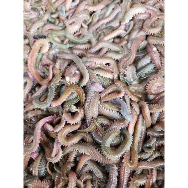 青イソメ　アオイソメ　500ｇ　太め【生き餌】輸入・養殖【ノークレーム・ノーリターン】