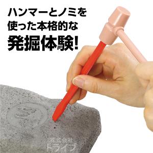 工作キット 化石発掘キット トリケラトプス 5...の詳細画像2