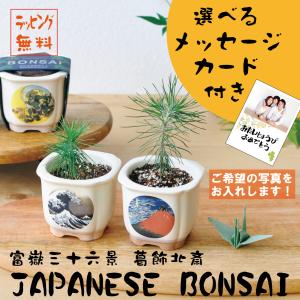 【Ti Amo】JAPANESE BONSAI/写真入り選べるメッセージカード付き/誕生日/和/盆栽/日本美術/葛飾北斎/黒松｜tia-mo